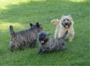 FUTURES NAISSANCES DE CAIRN TERRIER
