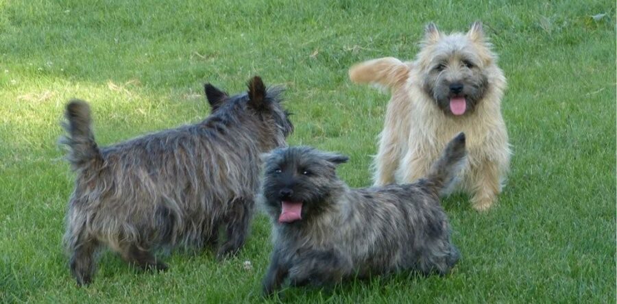 FUTURES NAISSANCES DE CAIRN TERRIER