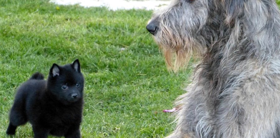 BEBES SCHIPPERKE