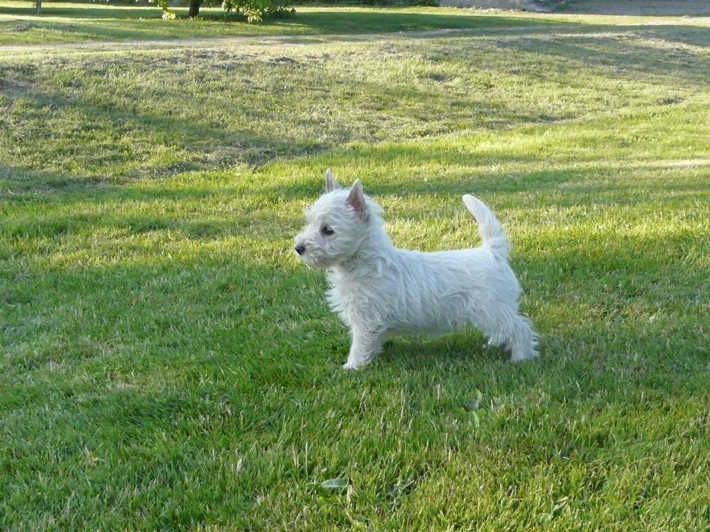 etang-des-chalands-elevage-westie12