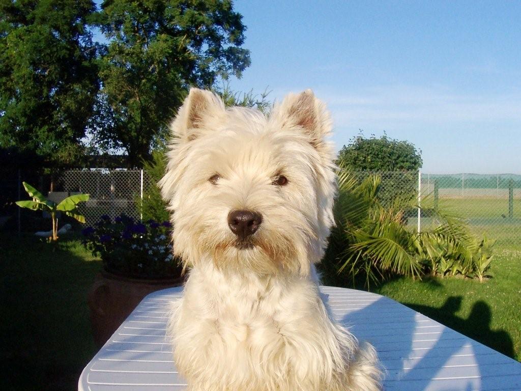 etang-des-chalands-elevage-westie7