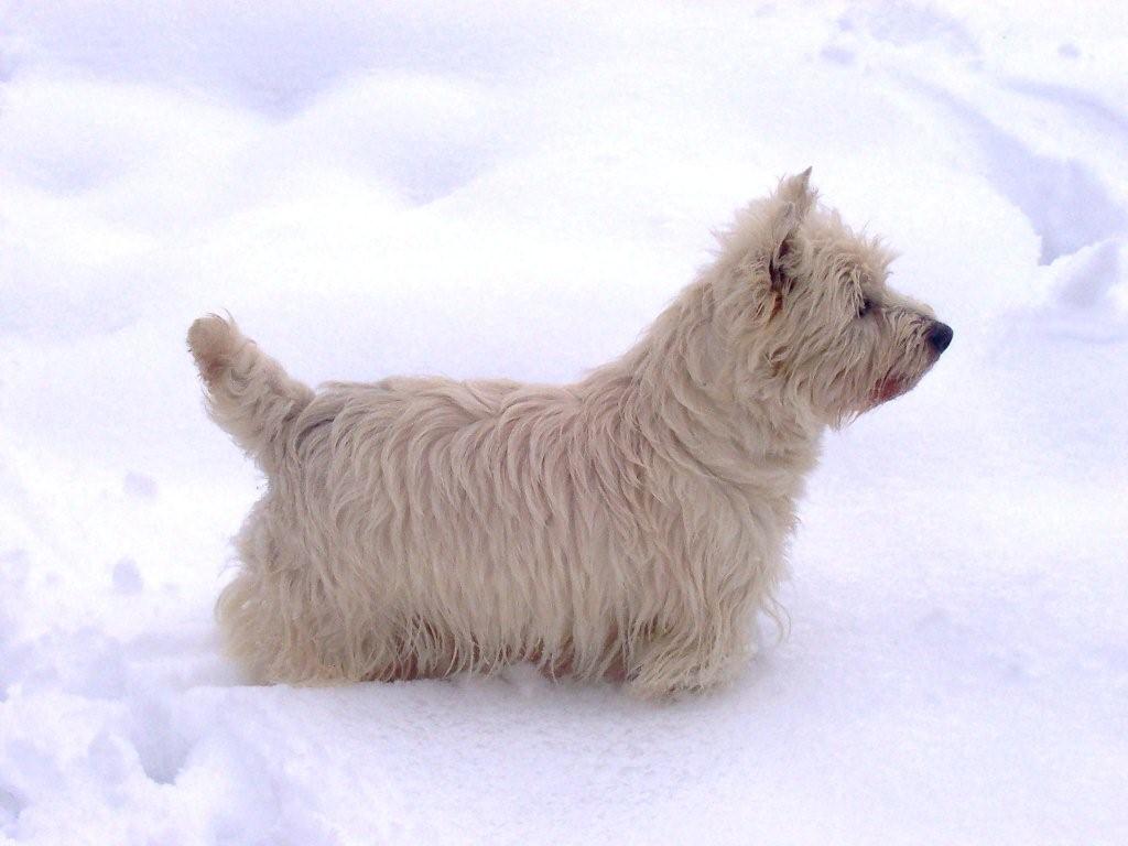 etang-des-chalands-elevage-westie8