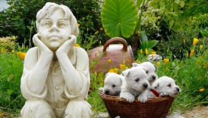 LES BÉBÉS DE MARY POPPINS