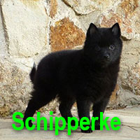 race-etang-des-chalands-Schipperke