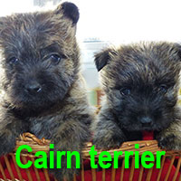 race-etang-des-chalands-cairn-terrier