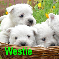 race-etang-des-chalands-westie