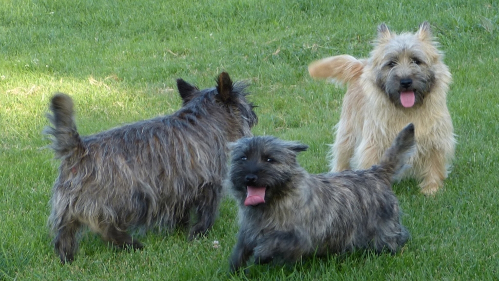 etang des chalands cairn terrier 1