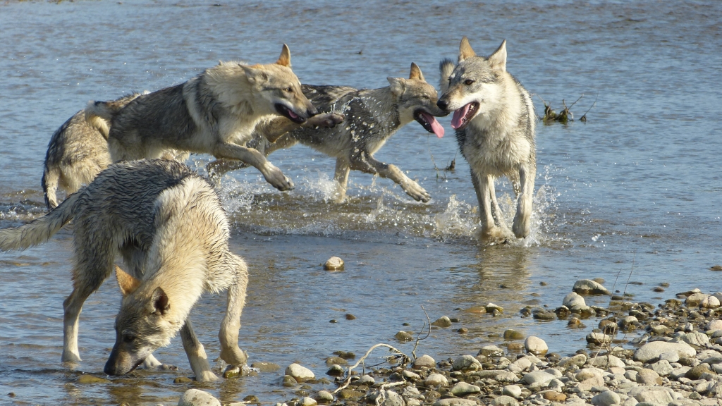 etang des chalands chien loup tchecoslovaque 2