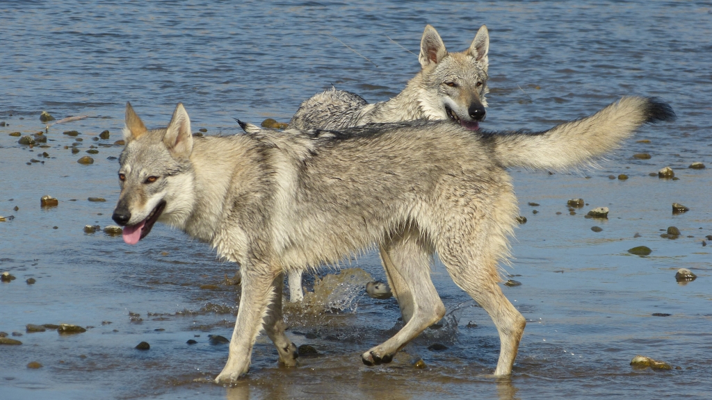 etang des chalands chien loup tchècoslovaque 1 1