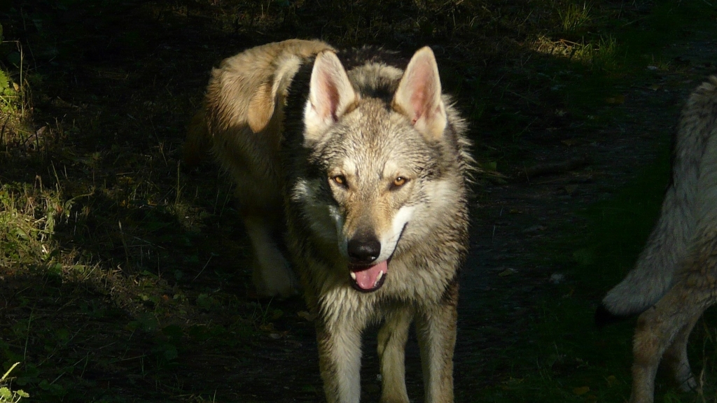 etang des chalands chien loup tchécoslovaque