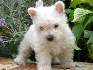 LES BEBES DE MA-PSY
