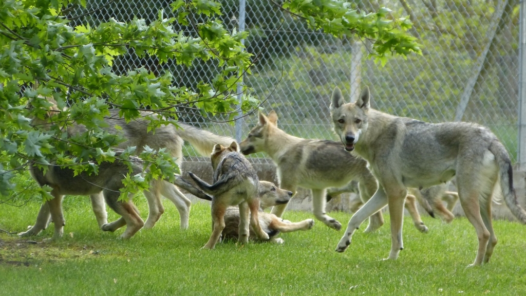 etang des chalands chien loup tchécoslovaque