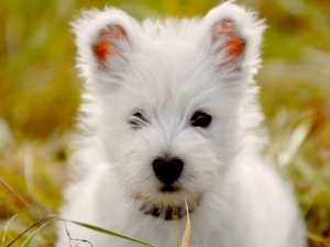 LES BEBES DE PHOEBE