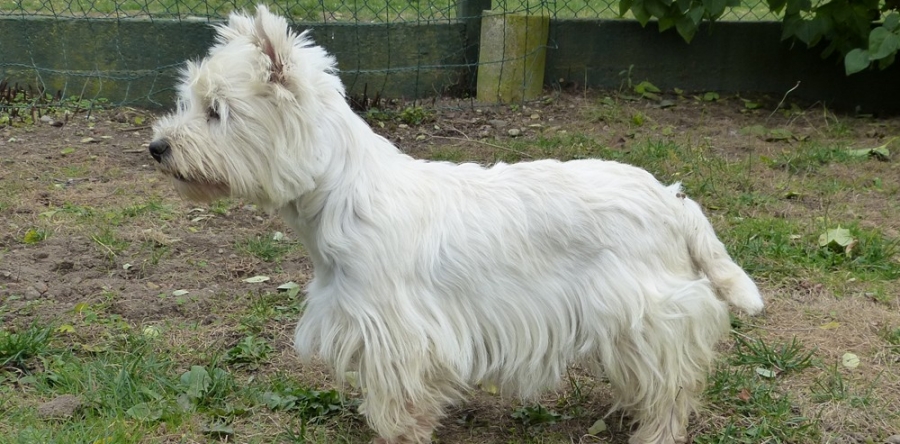 CHIENNE DE 5 ANS A PLACER