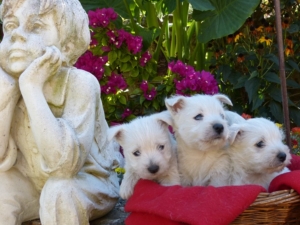 LES BÉBÉS DE MARY POPPINS