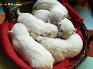 LES BÉBÉS DE MILKY WAY