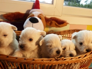 LES BÉBÉS DE MILKY WAY