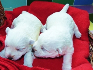 LES BEBES DE SCHIPPIE