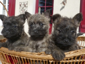 LES BEBES DE OCAHINE