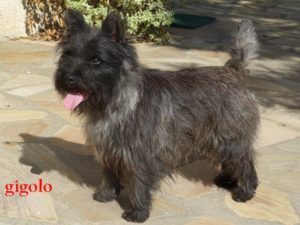 CHOIX D’UN CHIOT CAIRN TERRIER