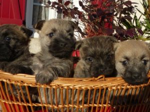 LES BEBES DE SULTANE