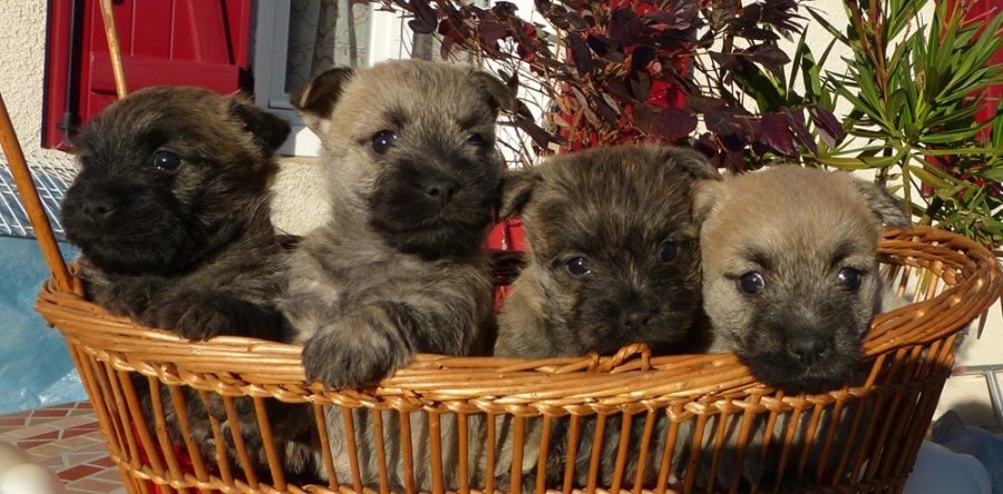BEBES CAIRN TERRIER