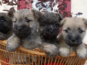 CHIOTS CAIRN TERRIER
