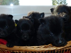 LES BEBES DE POM-POM GIRL.