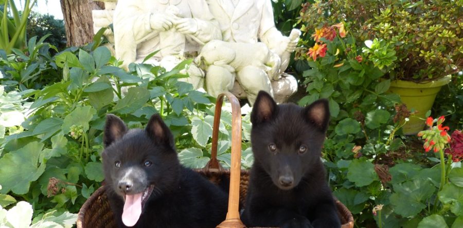 LES BEBES DE POM POM GIRL
