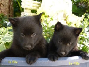 LES BEBES DE MAM’ZELLE