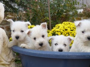 LES BEBES DE MILKY WAY