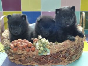 LES BEBES DE POUSS’CAFE