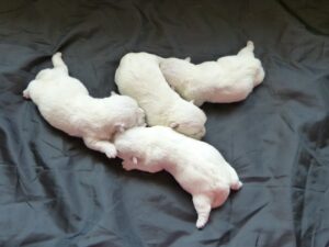 LES BEBES DE PHOEBE