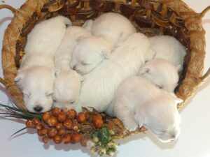 LES BEBES DE REINETTE