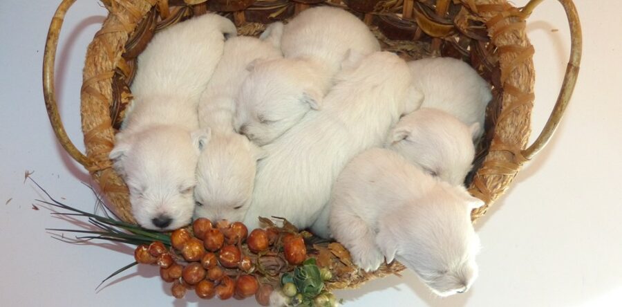 LES BEBES DE ODAC