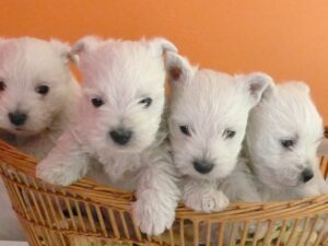 LES BEBES DE SCHIPPIE