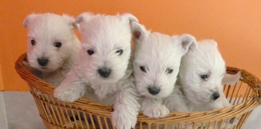 LES BEBES DE SCHIPPIE