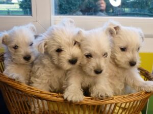 BEBES WESTIE
