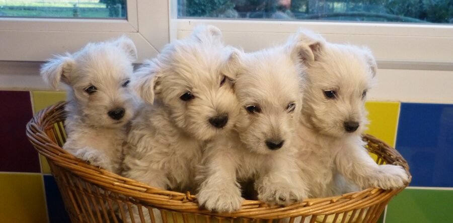 BEBES WESTIE