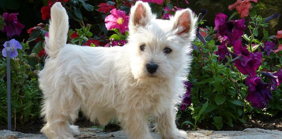 BEBES WESTIE