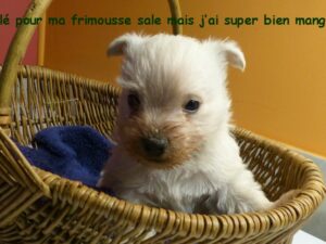 LE FILS DE ODAC