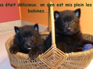LES BEBES DE POMPOM-GIRL