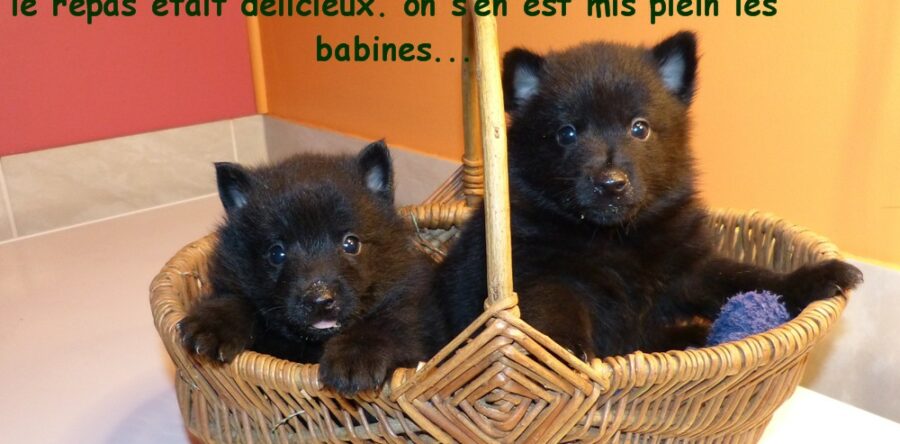 LES BEBES DE POMPOM-GIRL