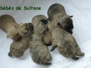 LES BEBES DE SULTANE