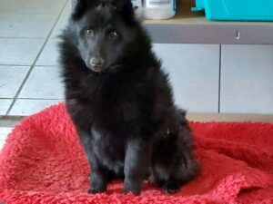 LE FILS DE POUSS’CAFE