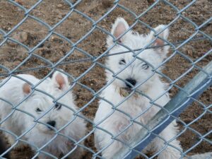 LES BEBES DE SCHIPPIE