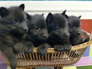 LES BEBES DE POUSS’CAFE