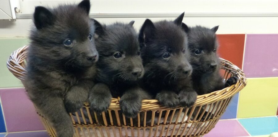 LES BEBES DE POUSS’CAFE