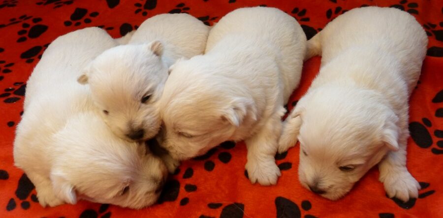 LES BEBES DE SCHIPPIE