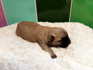 FUTURES NAISSANCES DE CAIRN TERRIER